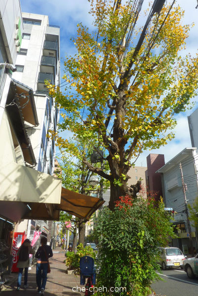 Autumn In Kyoto